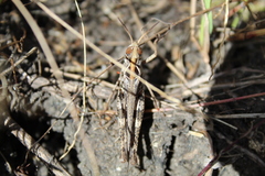 Rhammatocerus viatorius viatorius