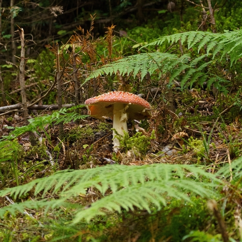Fly Agaric