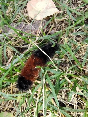 Isabella Tiger Moth