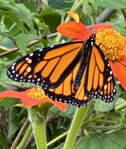 Monarch