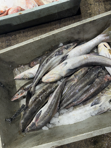 Cobia