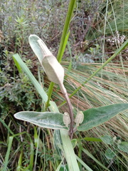 Gynoxys buxifolia