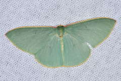 Chlorocoma assimilis