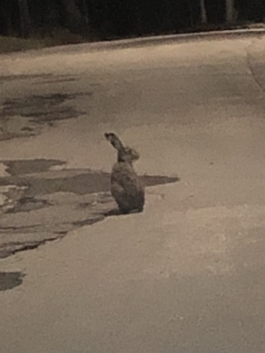 Brown Hare
