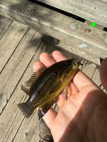 Mud Sunfish