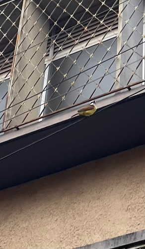 Great Kiskadee