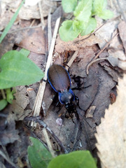 Carabus regalis