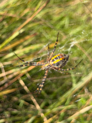 Banded Garden Spider