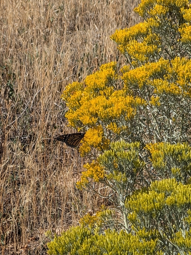 Monarch