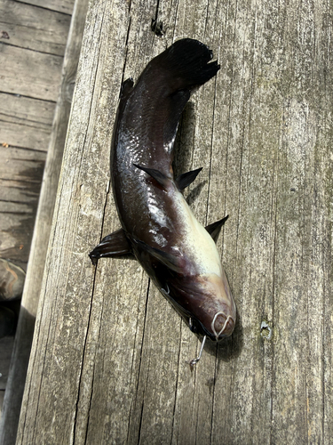 Yellow Bullhead