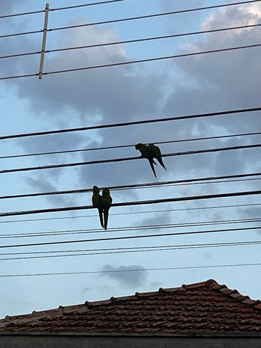 White-eyed Parakeet