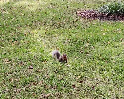 Eastern Gray Squirrel