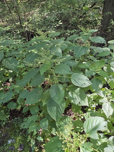 wood nettle