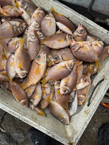 Coral Monocle Bream