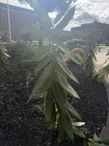 common milkweed