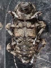 Leptostylus transversus