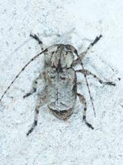 Leptostylus transversus