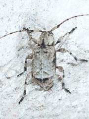 Leptostylus transversus