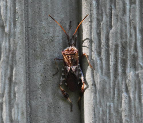 Western Conifer Seed Bug