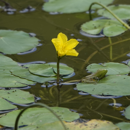Nymphoides peltata