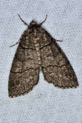 Smyriodes aplectaria
