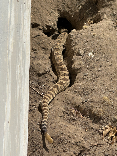 Northern Pacific Rattlesnake