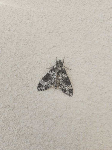 Rustic Sphinx