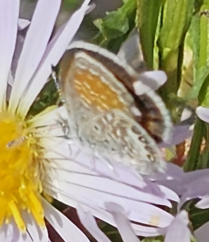 Western Pygmy-Blue