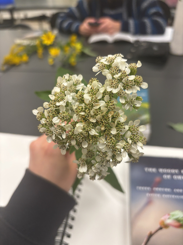 frostweed