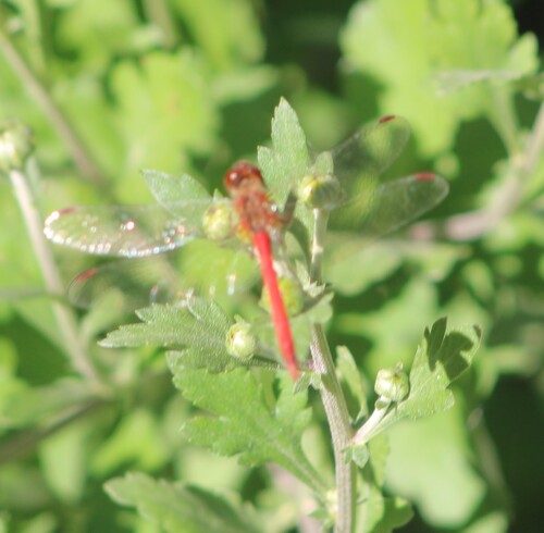Autumn Meadowhawk