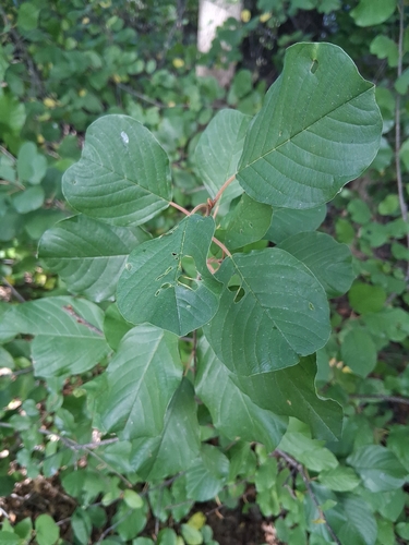 alder buckthorn