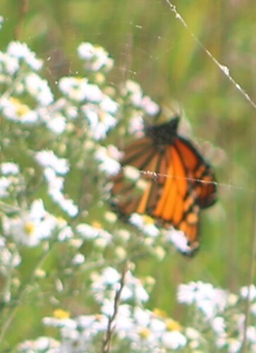 Monarch