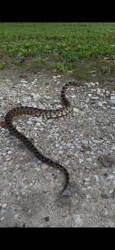 Western Foxsnake