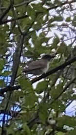 Black-billed Cuckoo