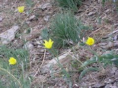 Tulipa gesneriana