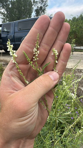 White Sweetclover