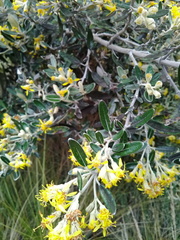 Gynoxys buxifolia