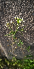 Capsella bursa-pastoris