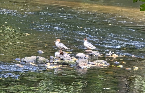 Common Merganser