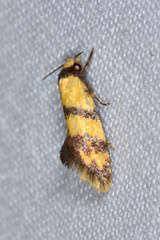 Psaroxantha calligenes