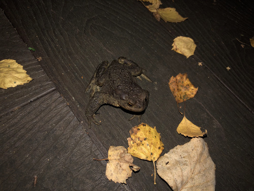 European Toad