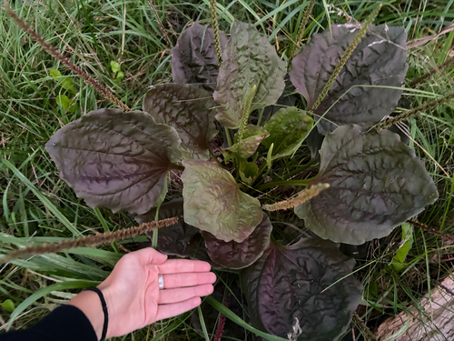 greater plantain