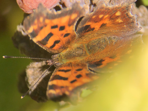 European Comma