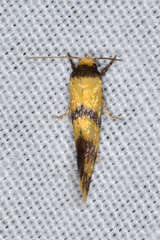 Psaroxantha calligenes