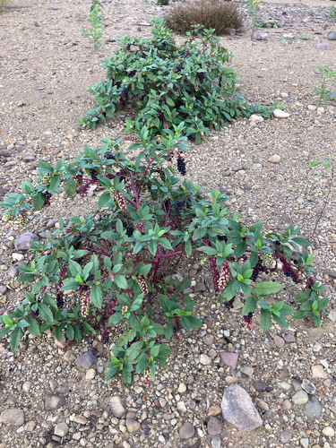 American pokeweed