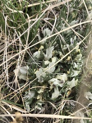 Astragalus gilviflorus