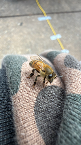 Western Honey Bee