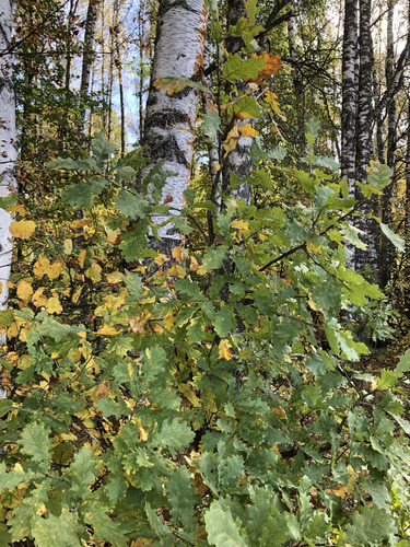 English oak