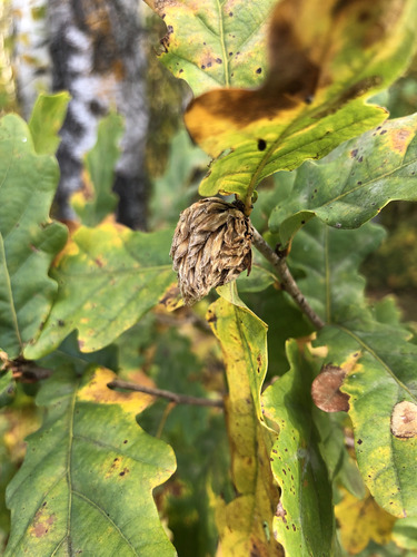 Oak Artichoke Gall Wasp