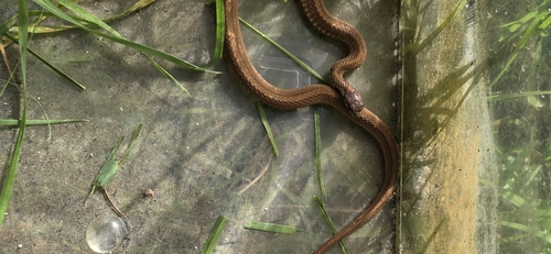 Red-bellied Snake